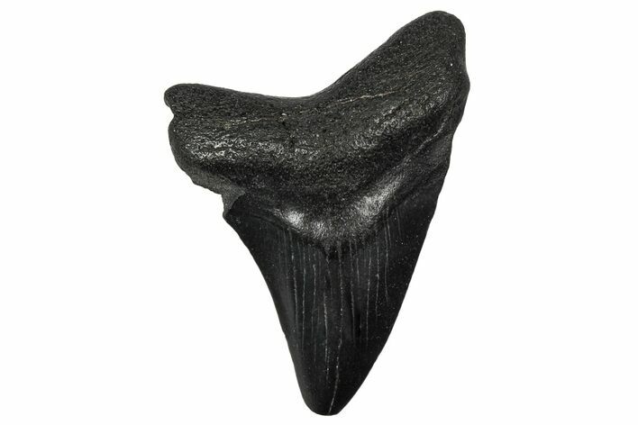 Juvenile Megalodon Tooth - South Carolina #340531